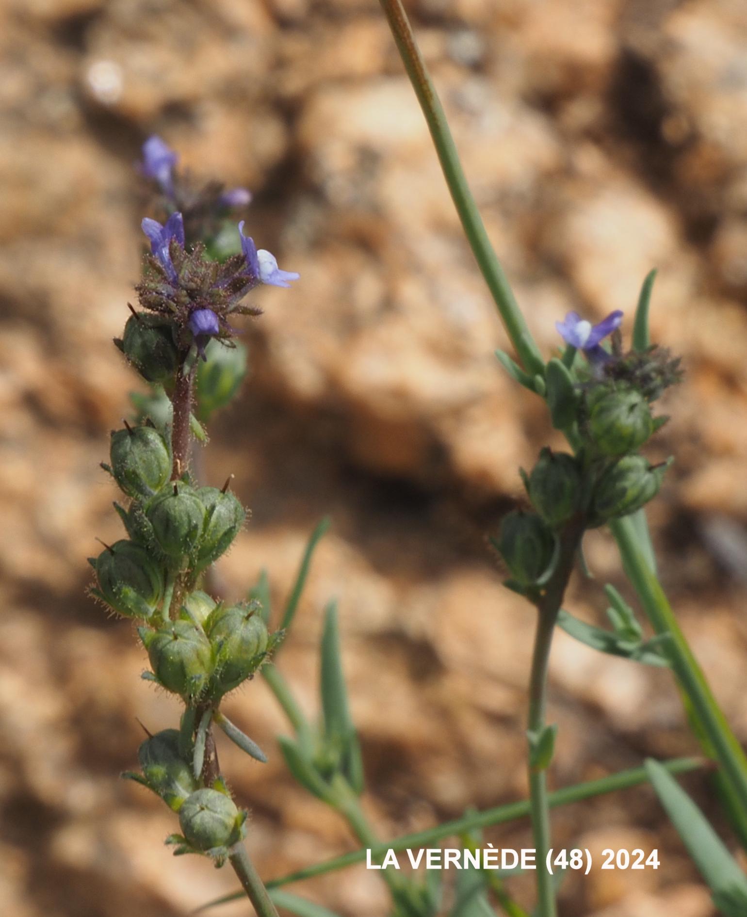Toadflax, Corn